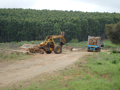 Our first sighting of Tree Harvesting operations.